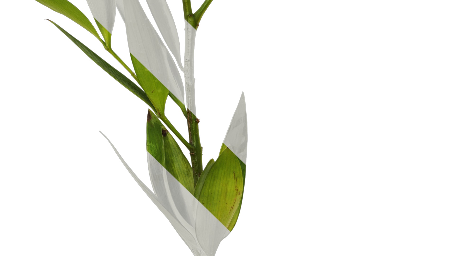 Podocarpus nagi Low-poly 3D model_8