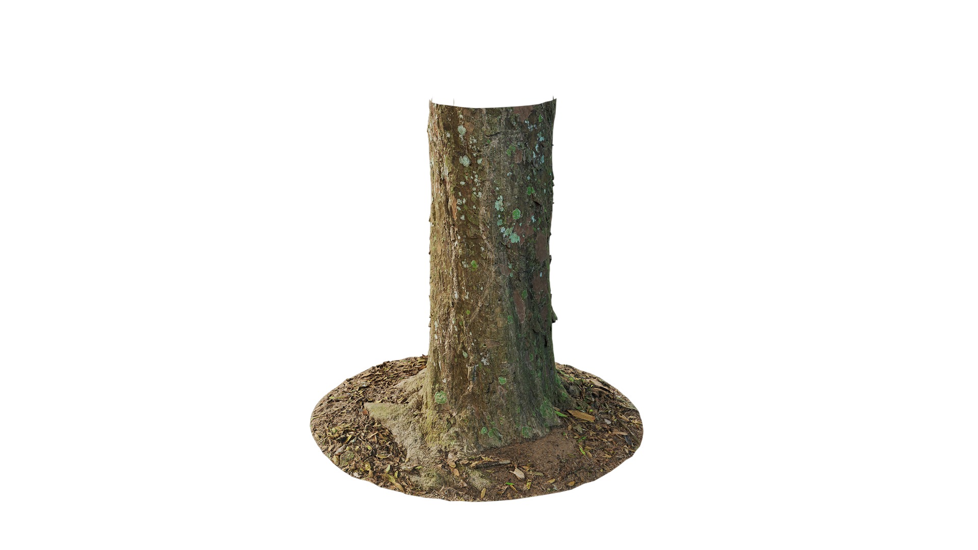 Podocarpus nagi Low-poly 3D model_32