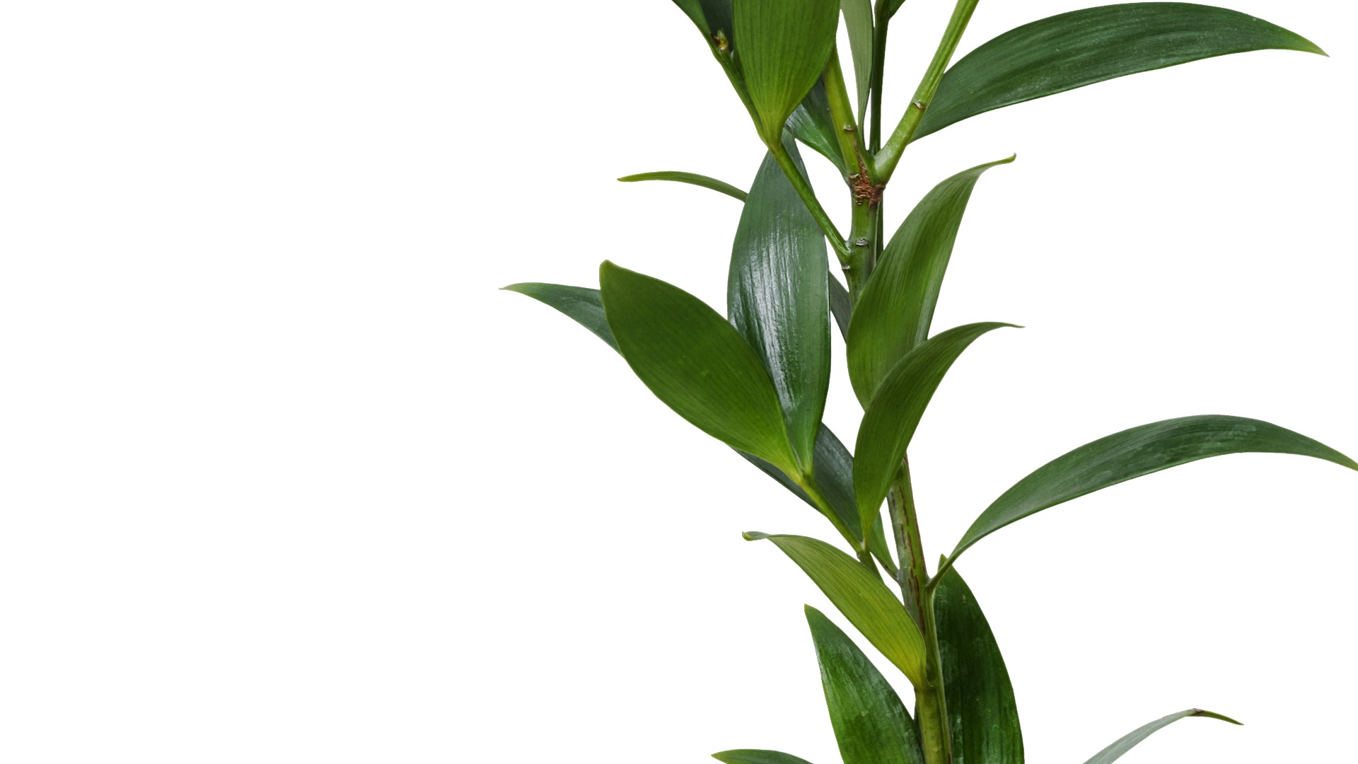 Podocarpus nagi Low-poly 3D model_1