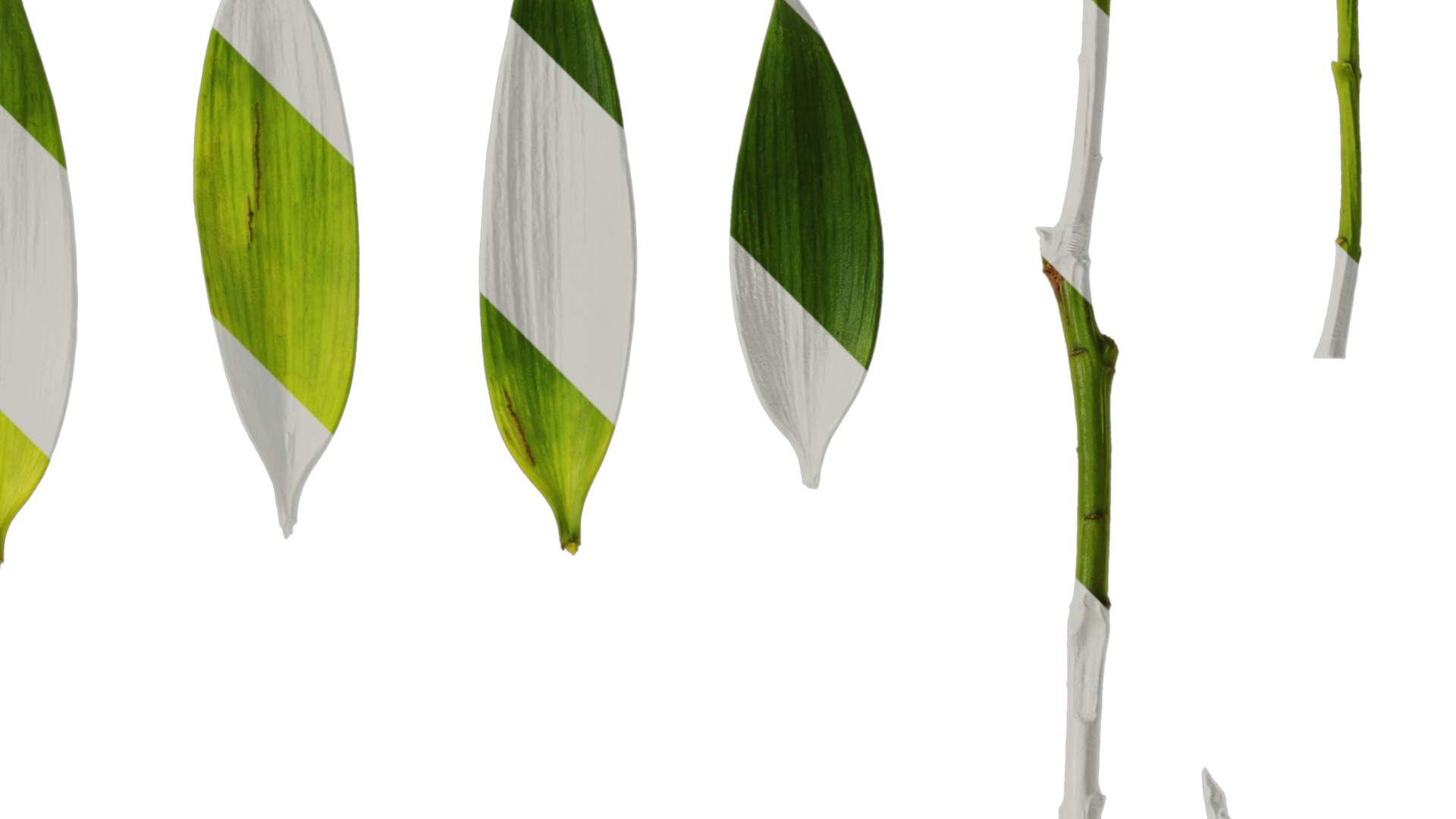 Podocarpus nagi Low-poly 3D model_26