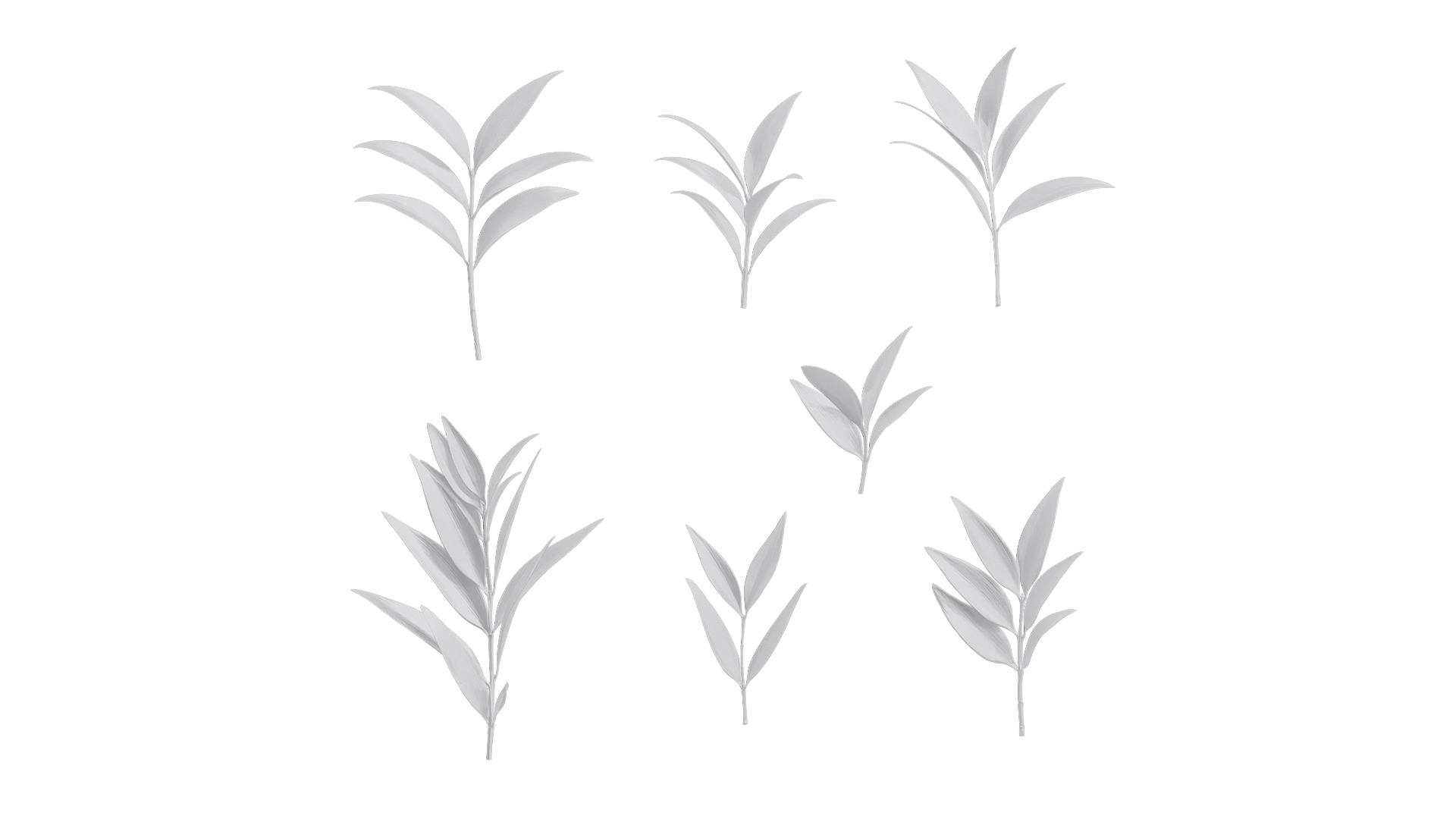 Podocarpus nagi Low-poly 3D model_13