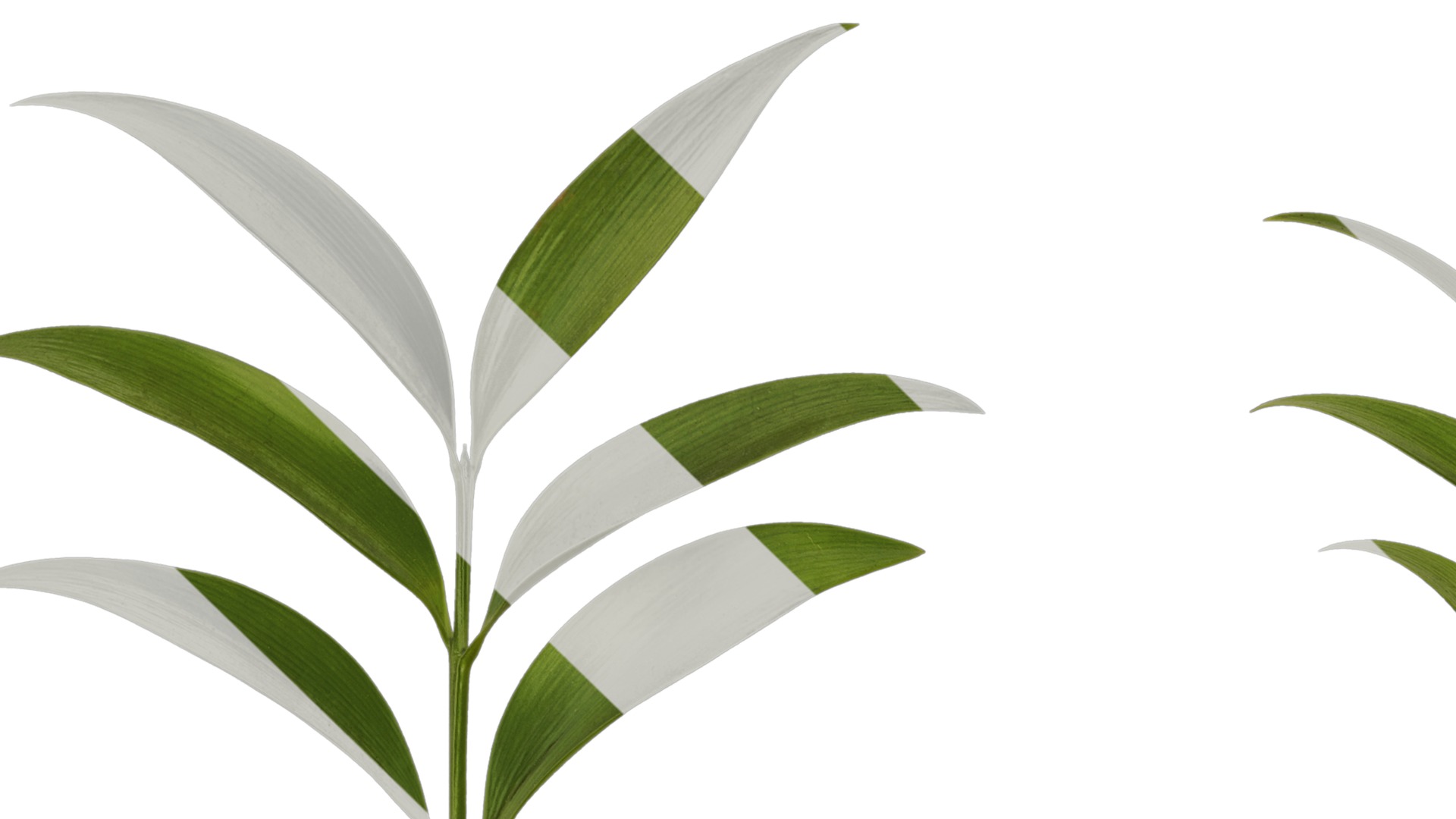 Podocarpus nagi Low-poly 3D model_15