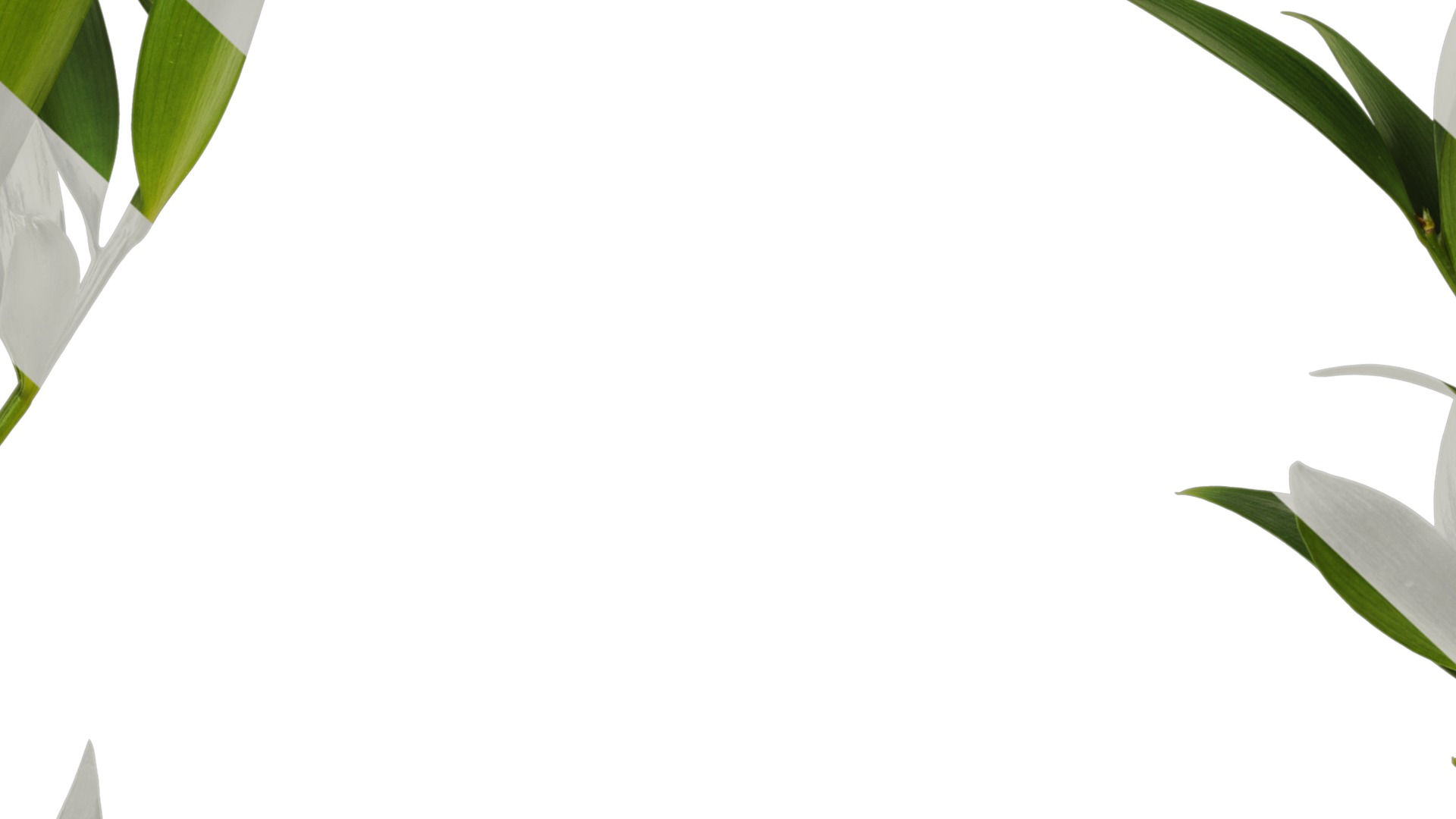 Podocarpus nagi Low-poly 3D model_10