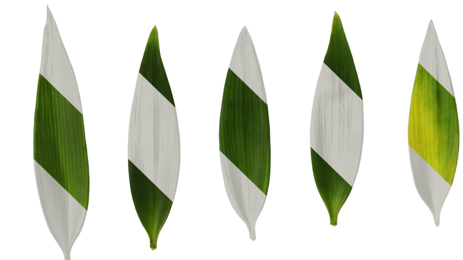 Podocarpus nagi Low-poly 3D model_25