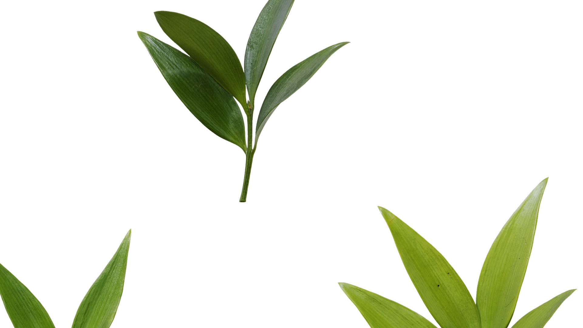 Podocarpus nagi Low-poly 3D model_11