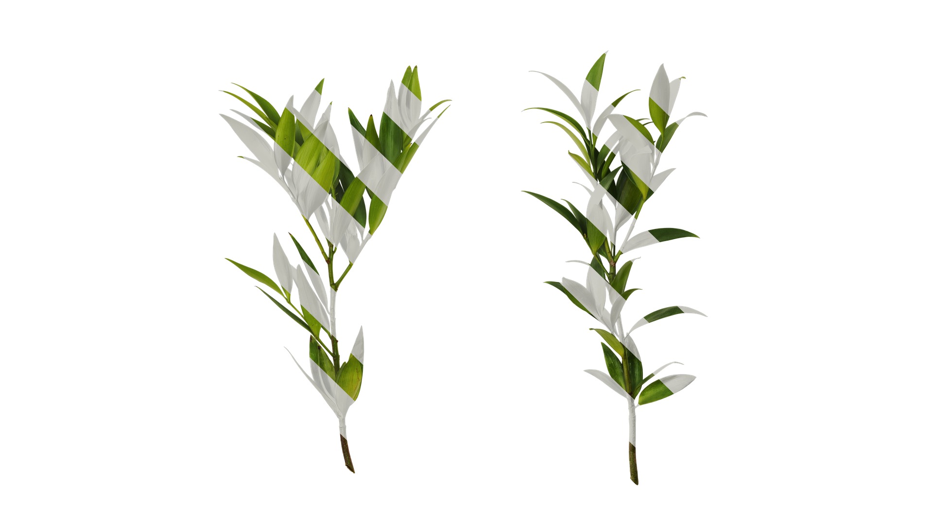 Podocarpus nagi Low-poly 3D model_3