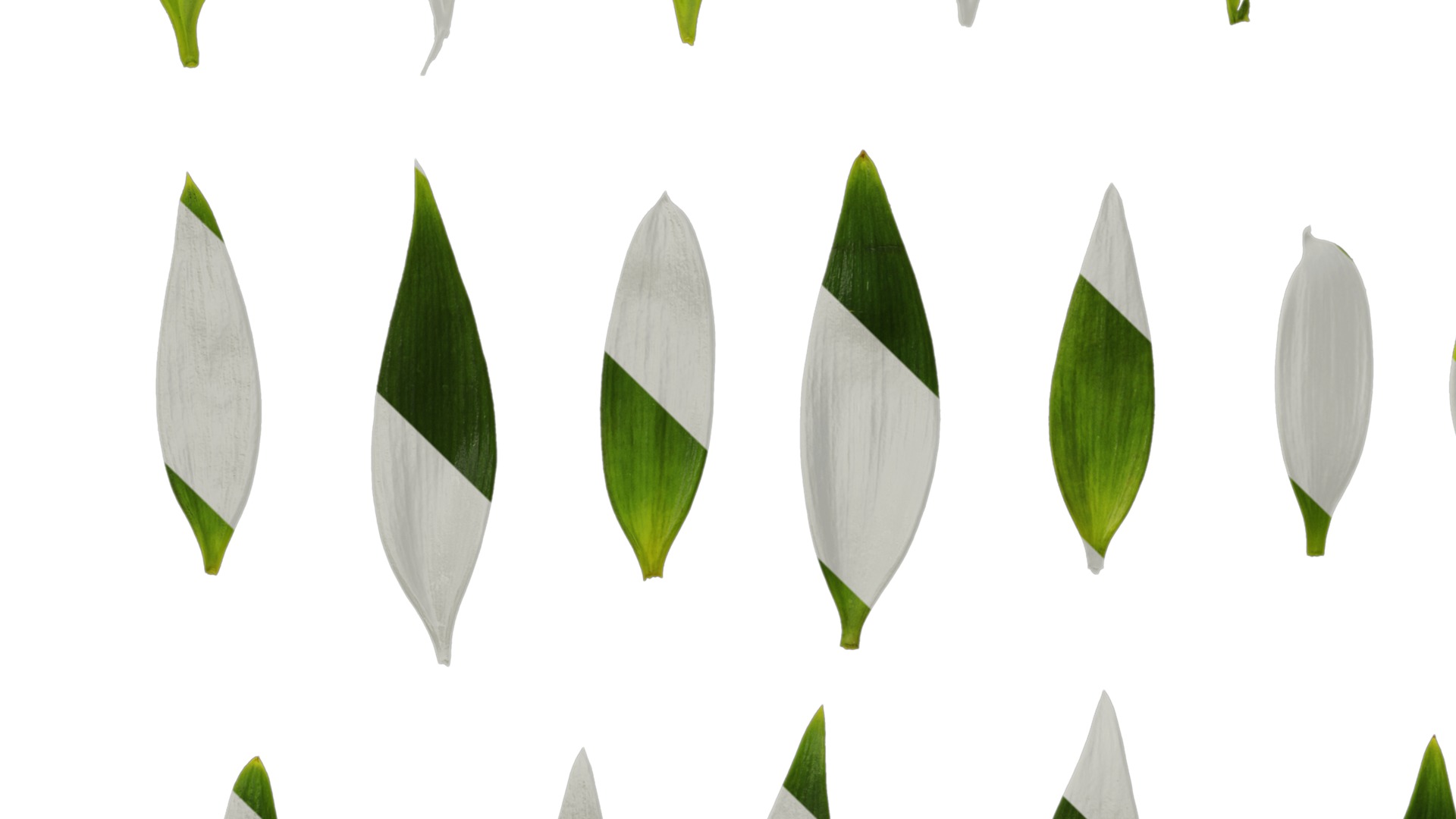 Podocarpus nagi Low-poly 3D model_29