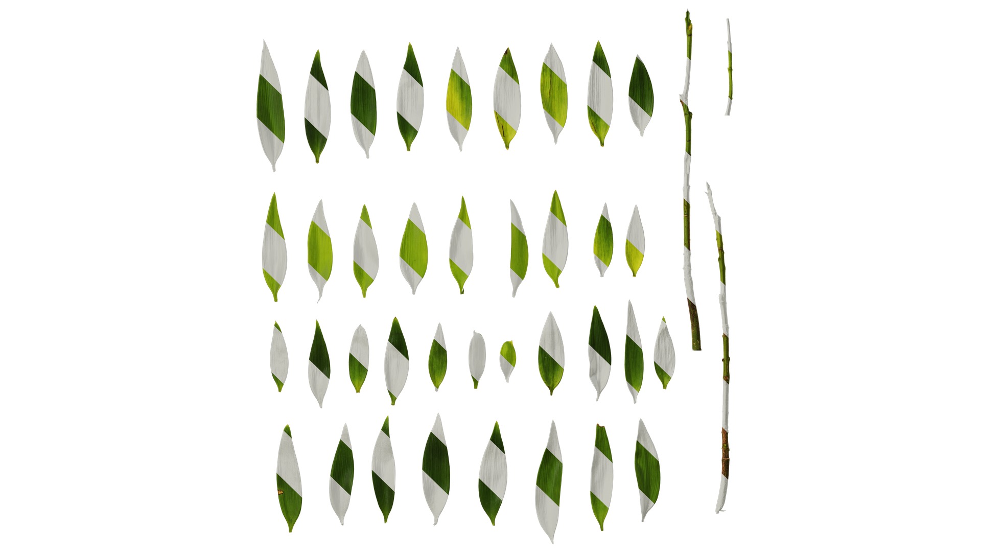 Podocarpus nagi Low-poly 3D model_24