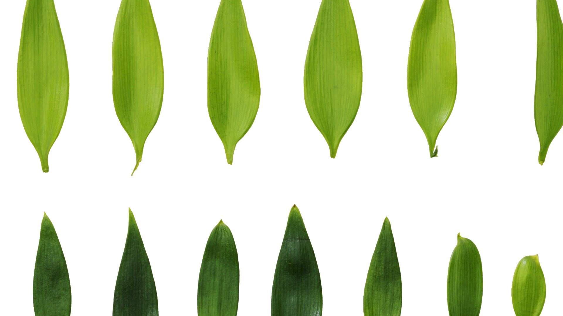 Podocarpus nagi Low-poly 3D model_22