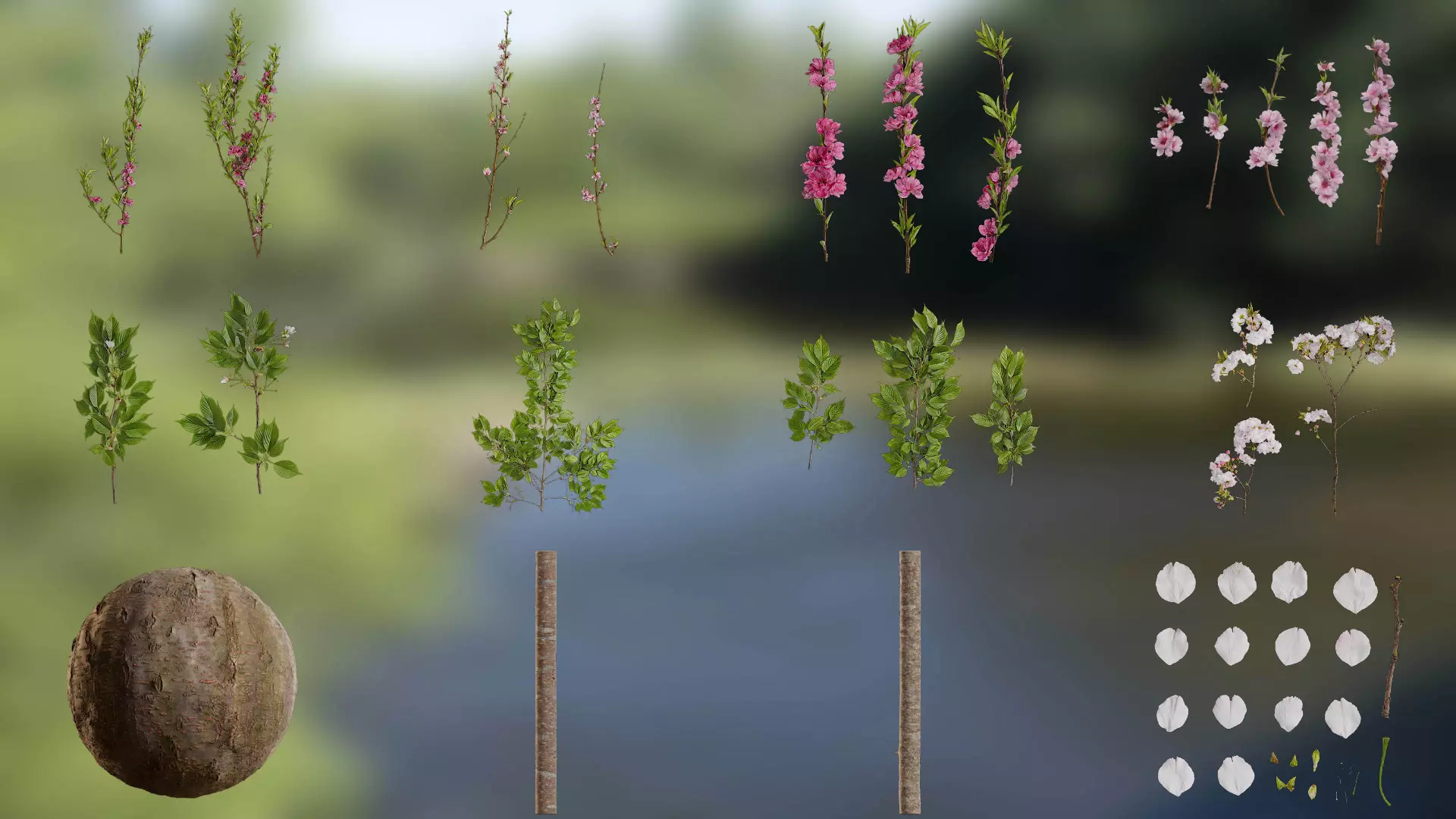 Prunus x yedoensis Low-poly 3D model