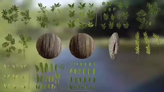 Pterocarya stenoptera