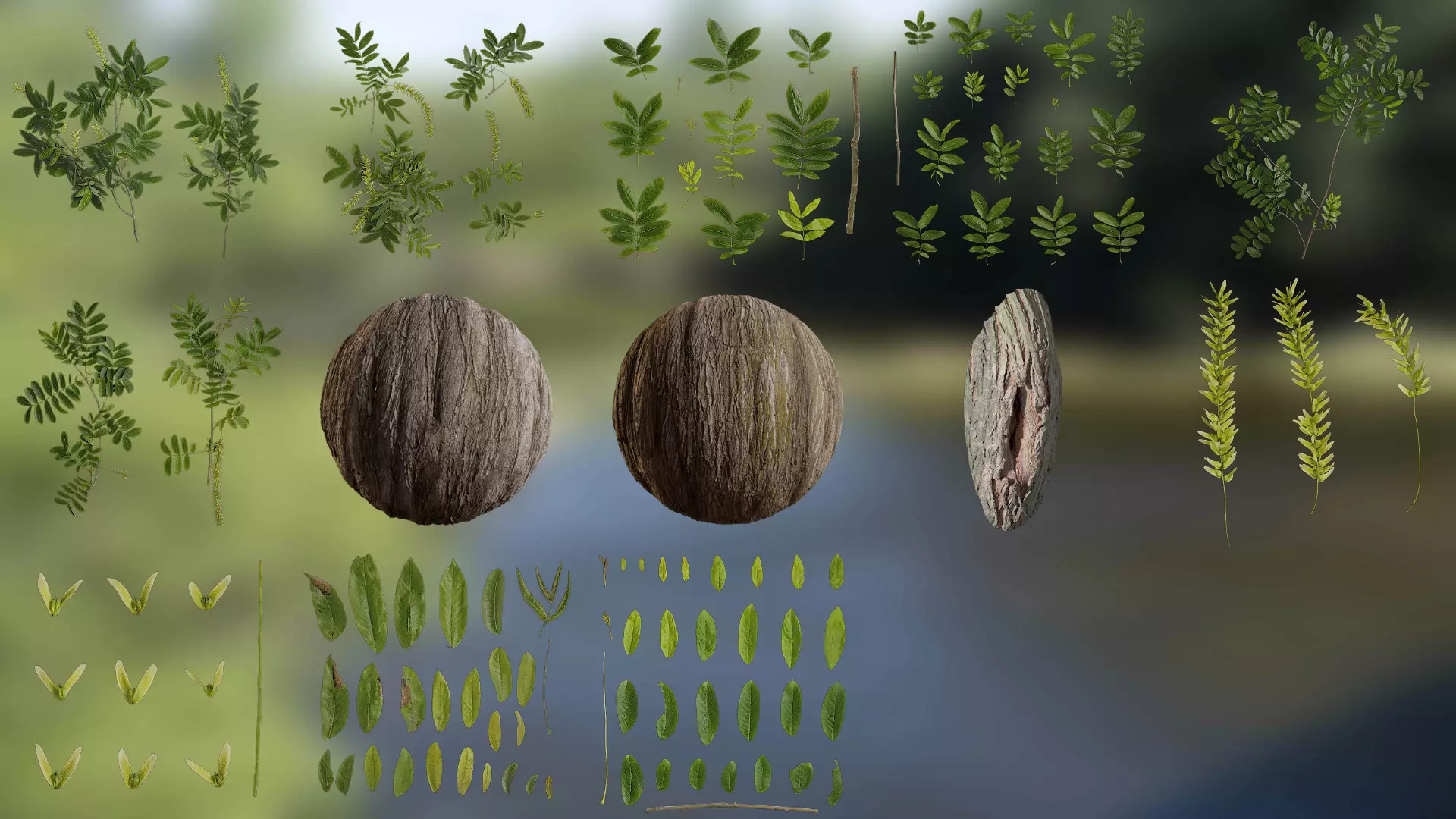 Pterocarya stenoptera Low-poly 3D model