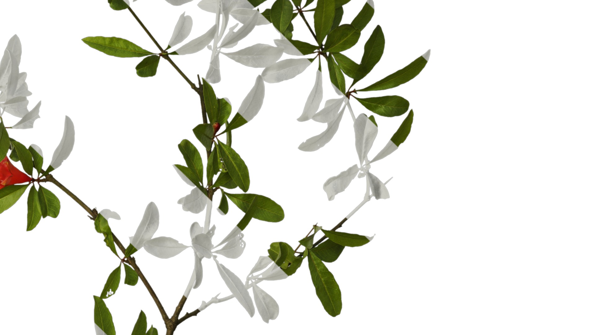 Punica granatum Low-poly 3D model_25