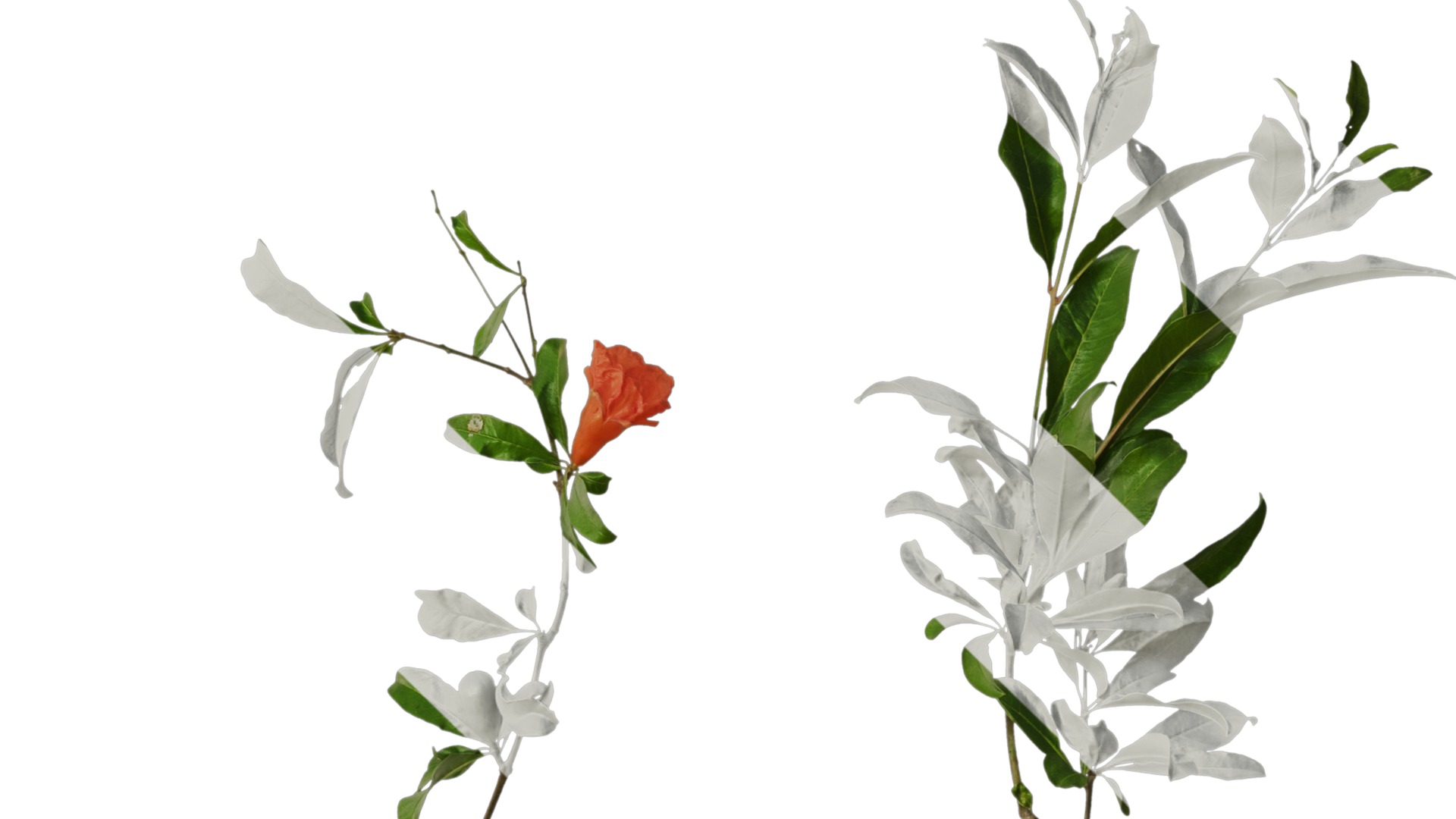 Punica granatum Low-poly 3D model_70