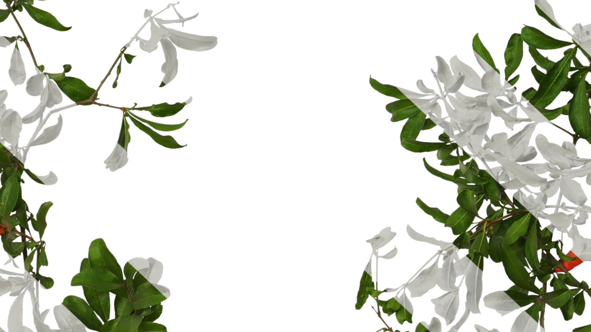 Punica granatum Low-poly 3D model_65