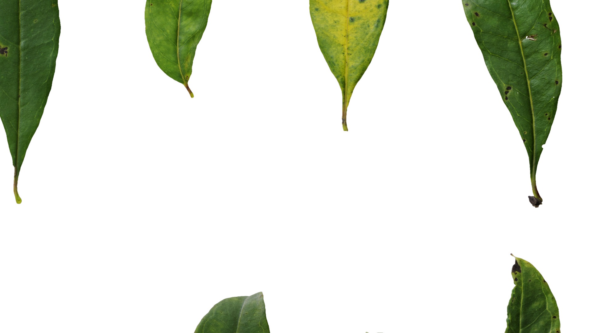 Punica granatum Low-poly 3D model_123