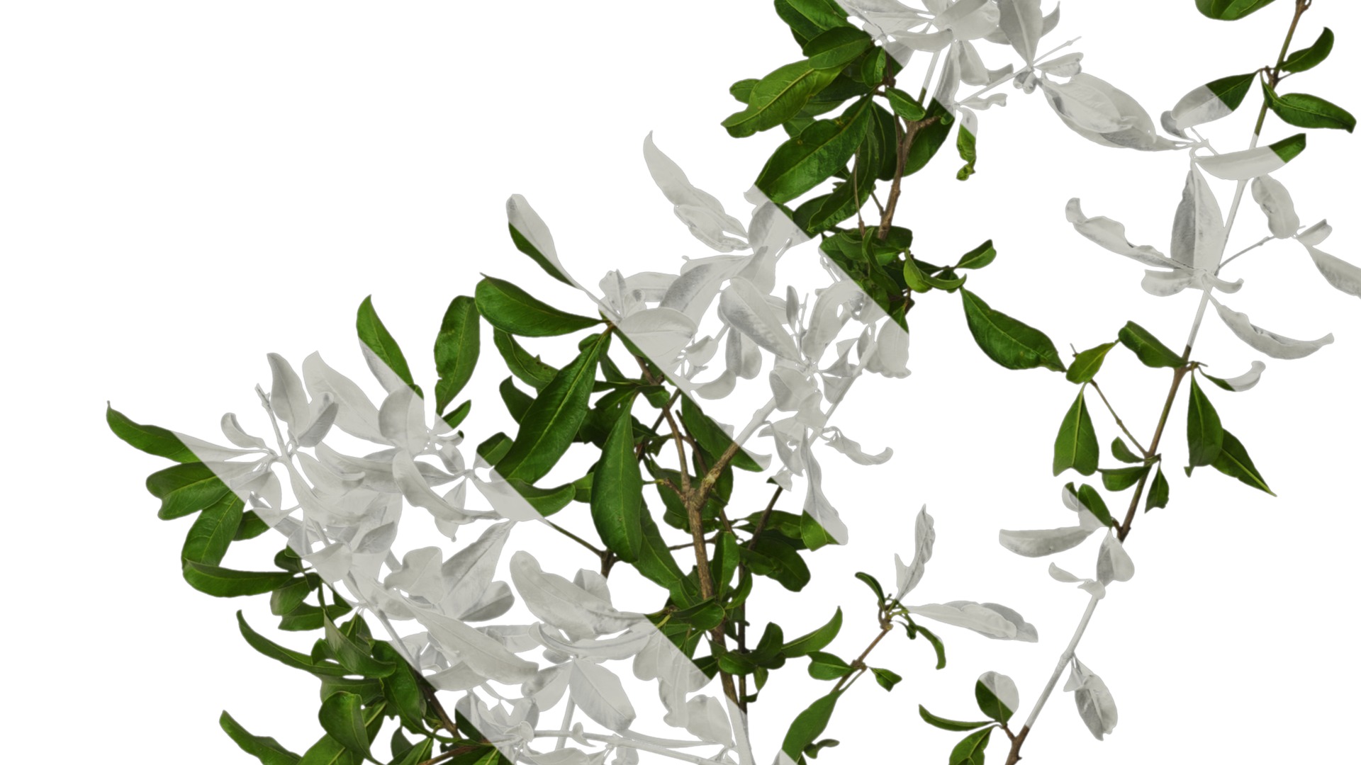 Punica granatum Low-poly 3D model_62