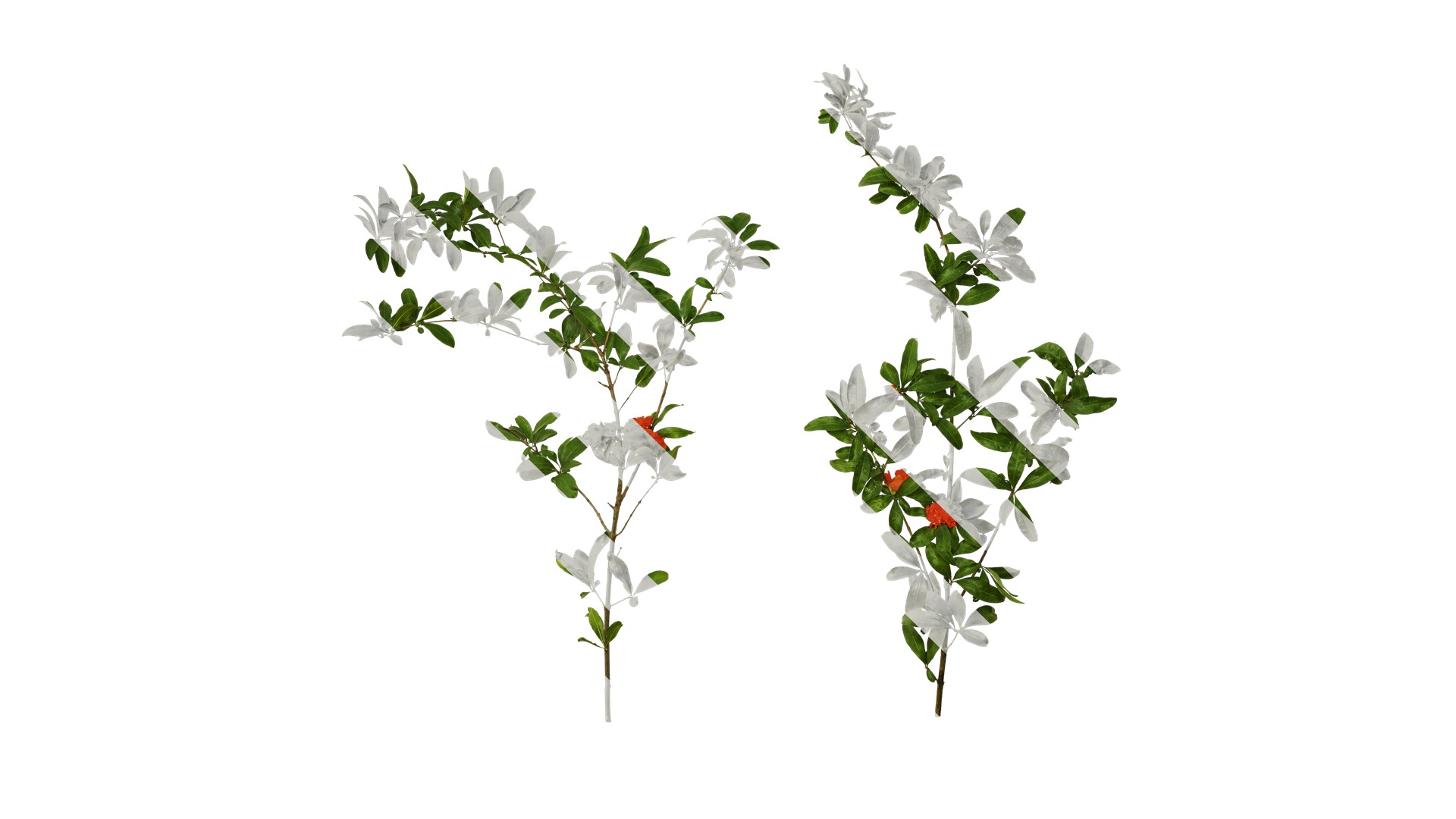 Punica granatum Low-poly 3D model_86