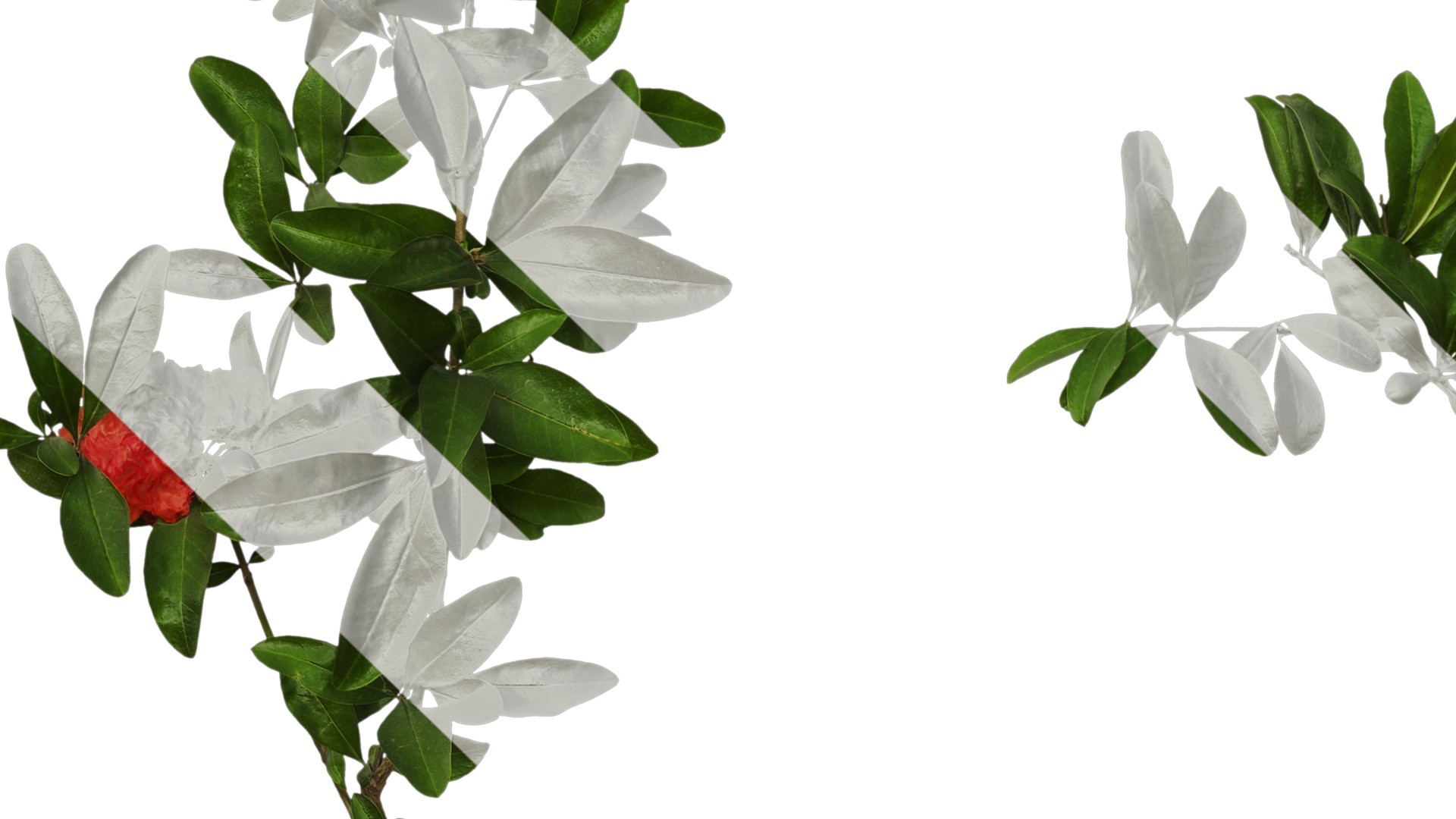 Punica granatum Low-poly 3D model_97