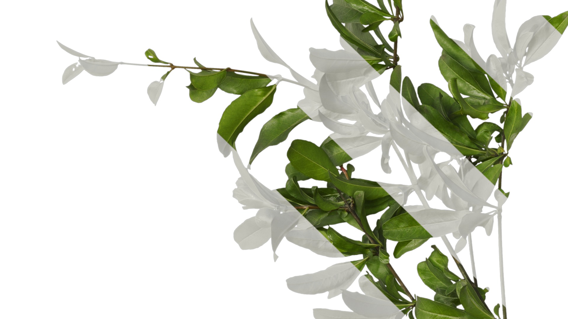 Punica granatum Low-poly 3D model_16