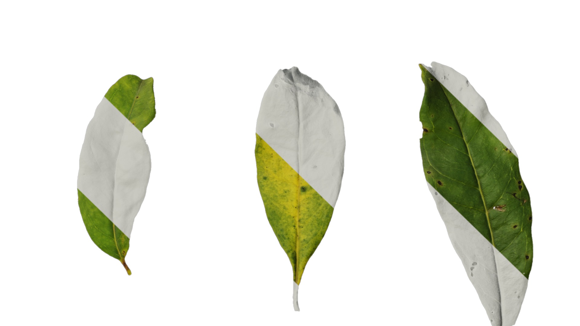 Punica granatum Low-poly 3D model_128