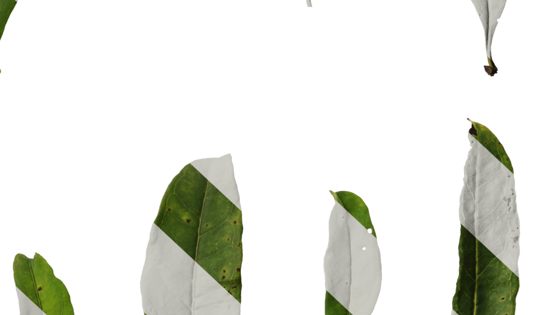 Punica granatum Low-poly 3D model_130