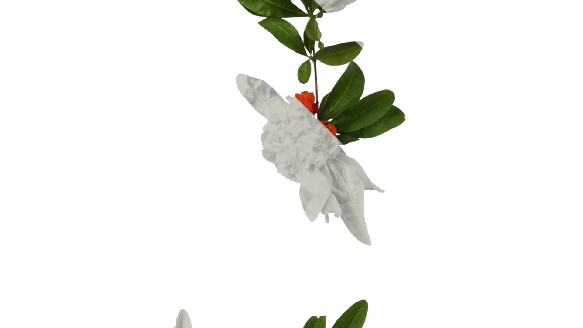 Punica granatum Low-poly 3D model_75