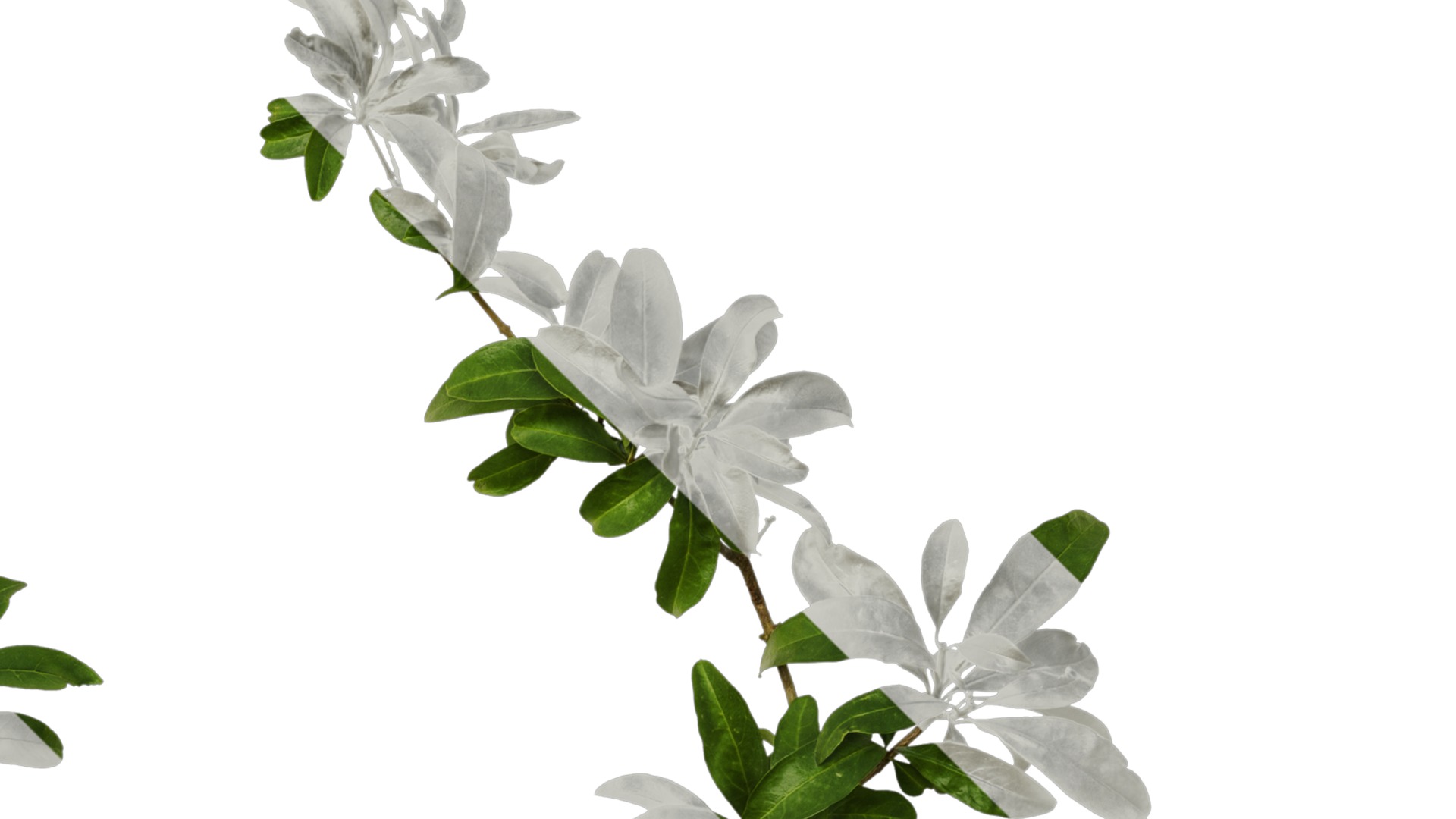 Punica granatum Low-poly 3D model_87