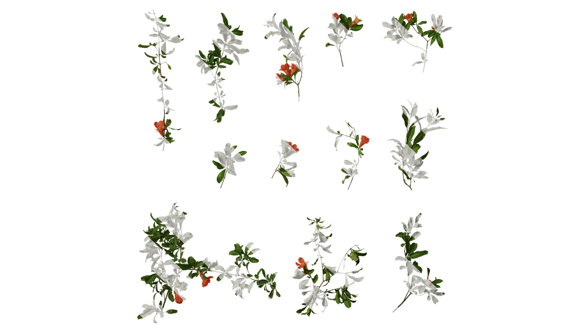 Punica granatum Low-poly 3D model_66