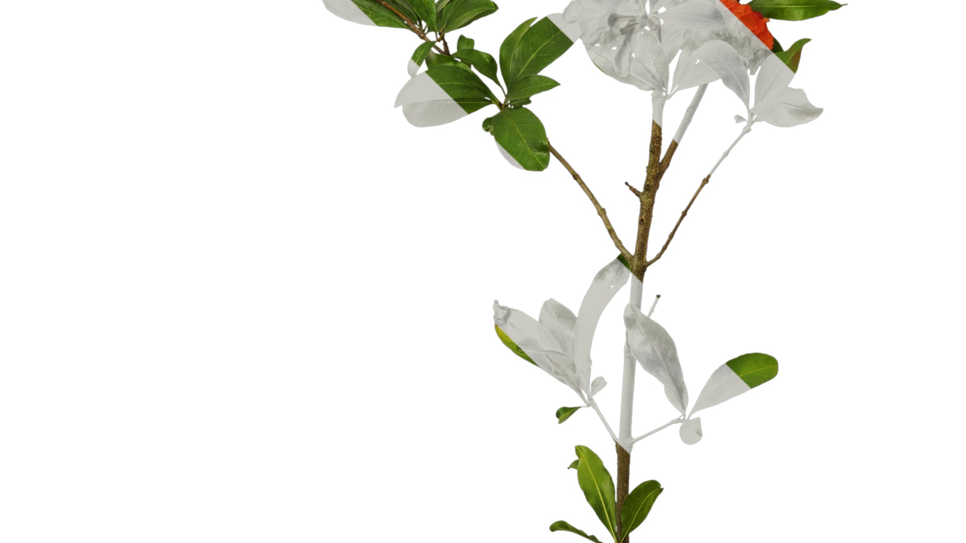 Punica granatum Low-poly 3D model_90