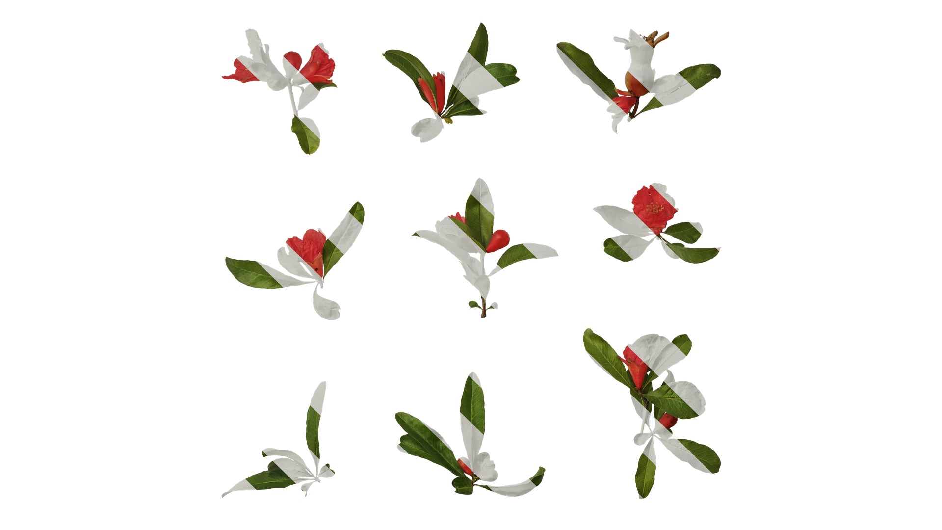 Punica granatum Low-poly 3D model_40