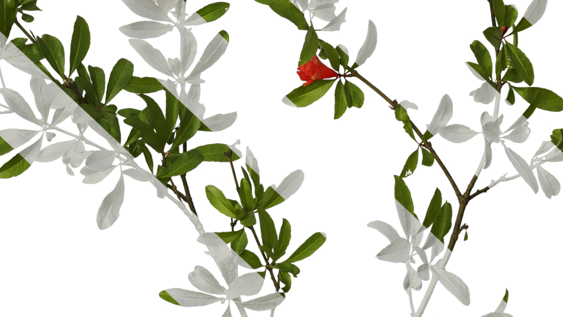 Punica granatum Low-poly 3D model_27