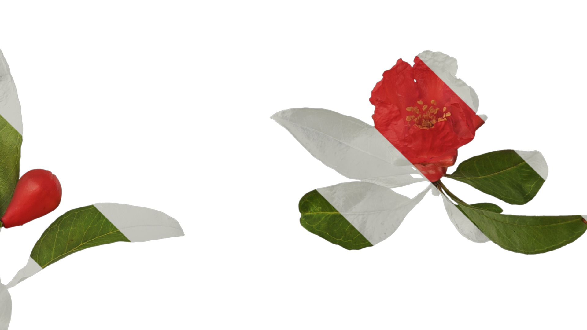 Punica granatum Low-poly 3D model_44