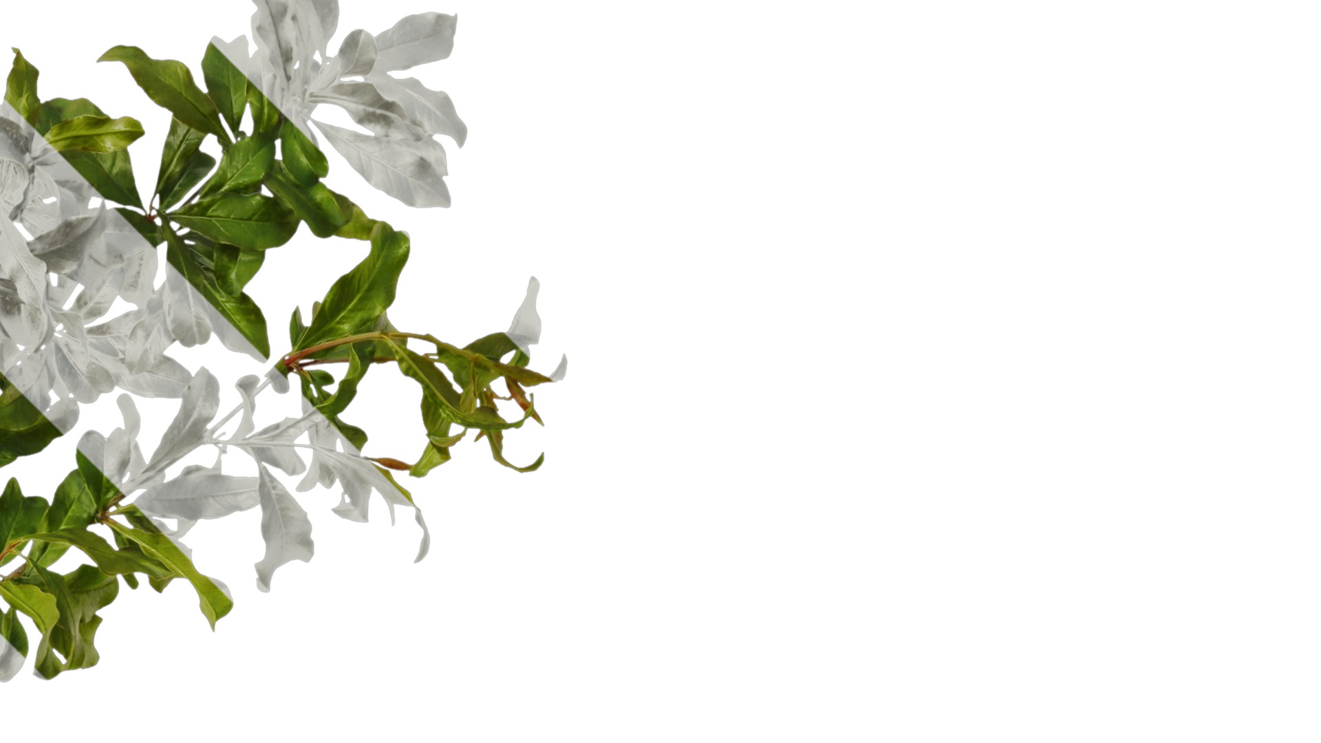 Punica granatum Low-poly 3D model_3