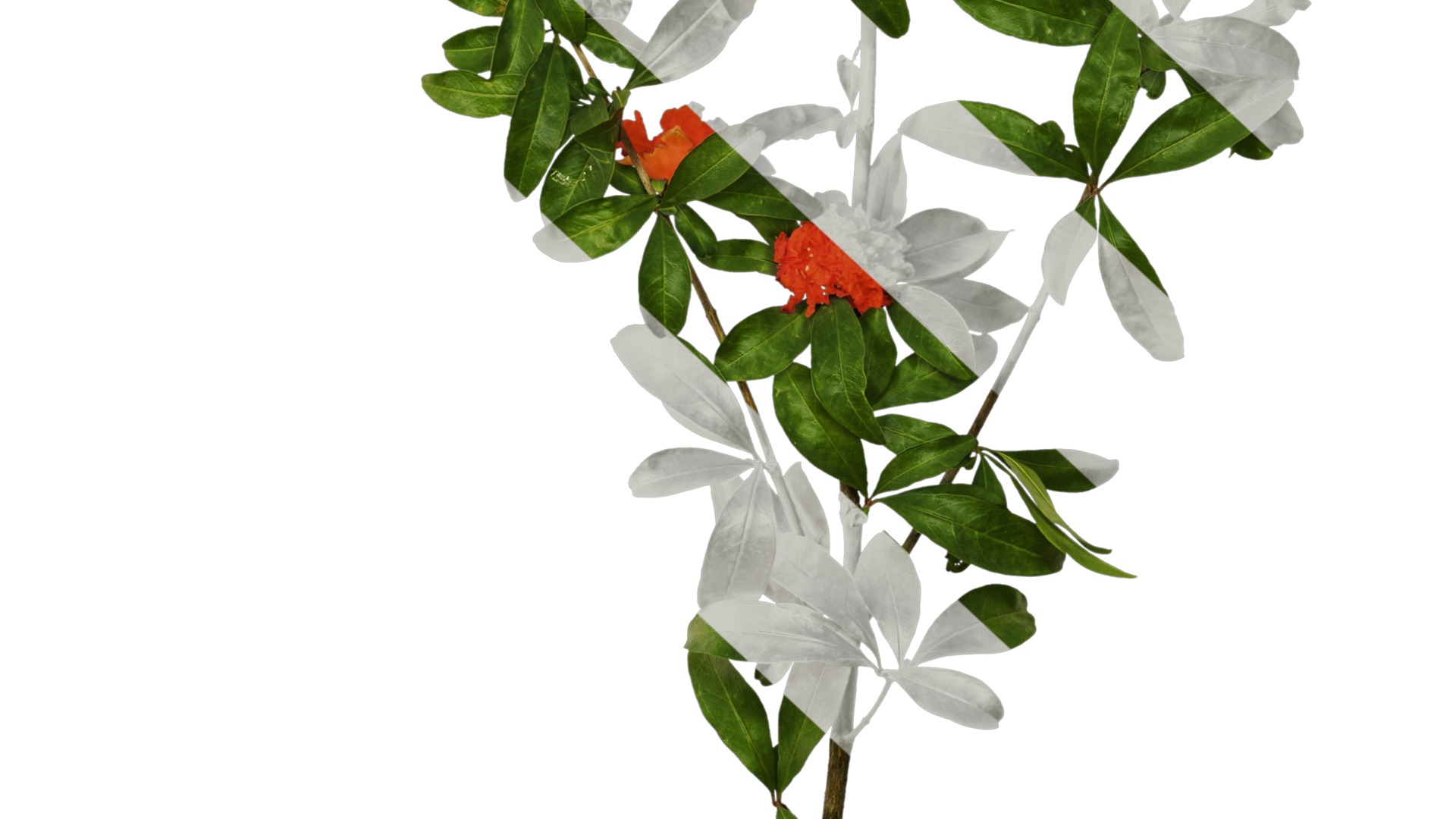 Punica granatum Low-poly 3D model_91