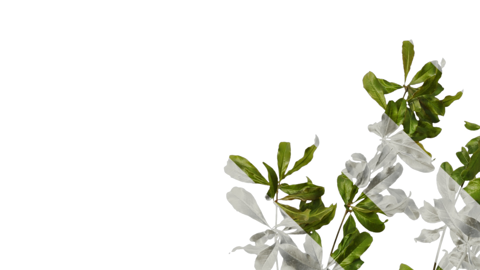 Punica granatum Low-poly 3D model_2