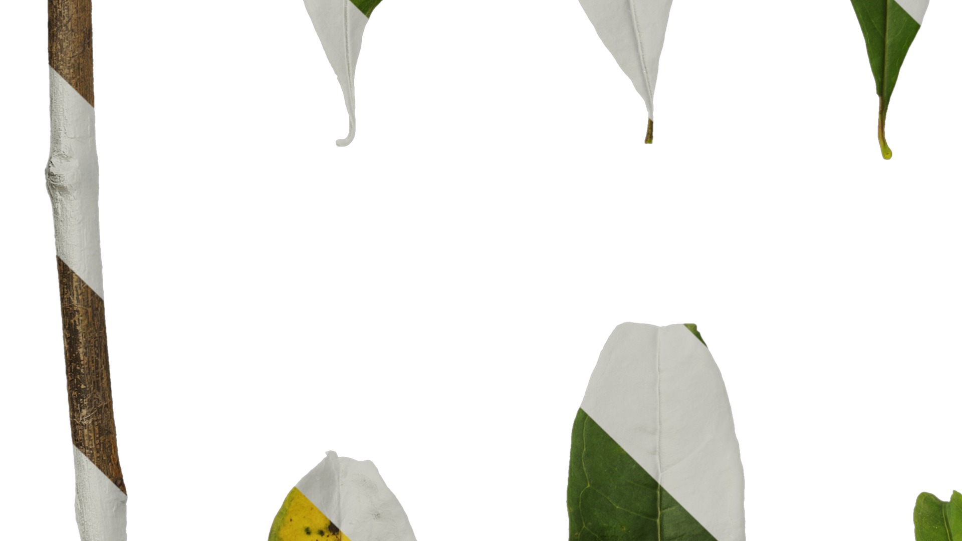 Punica granatum Low-poly 3D model_129