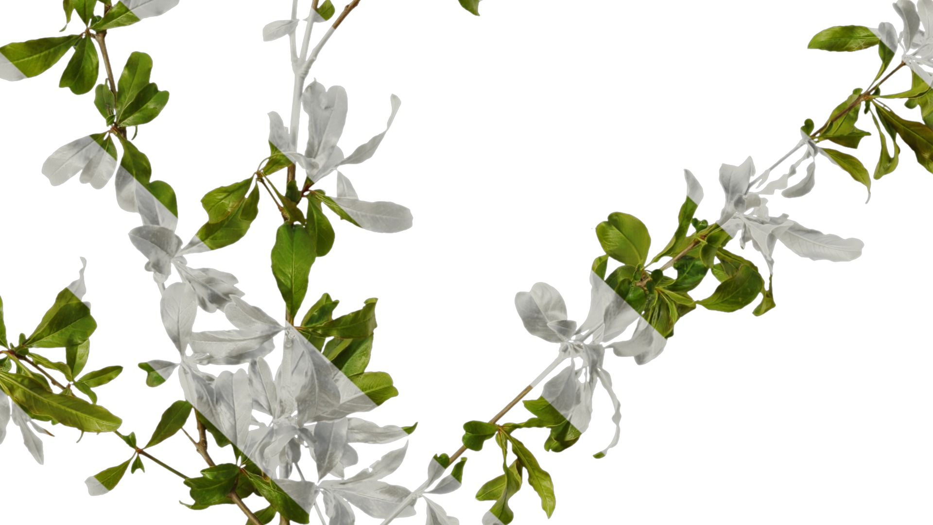 Punica granatum Low-poly 3D model_7