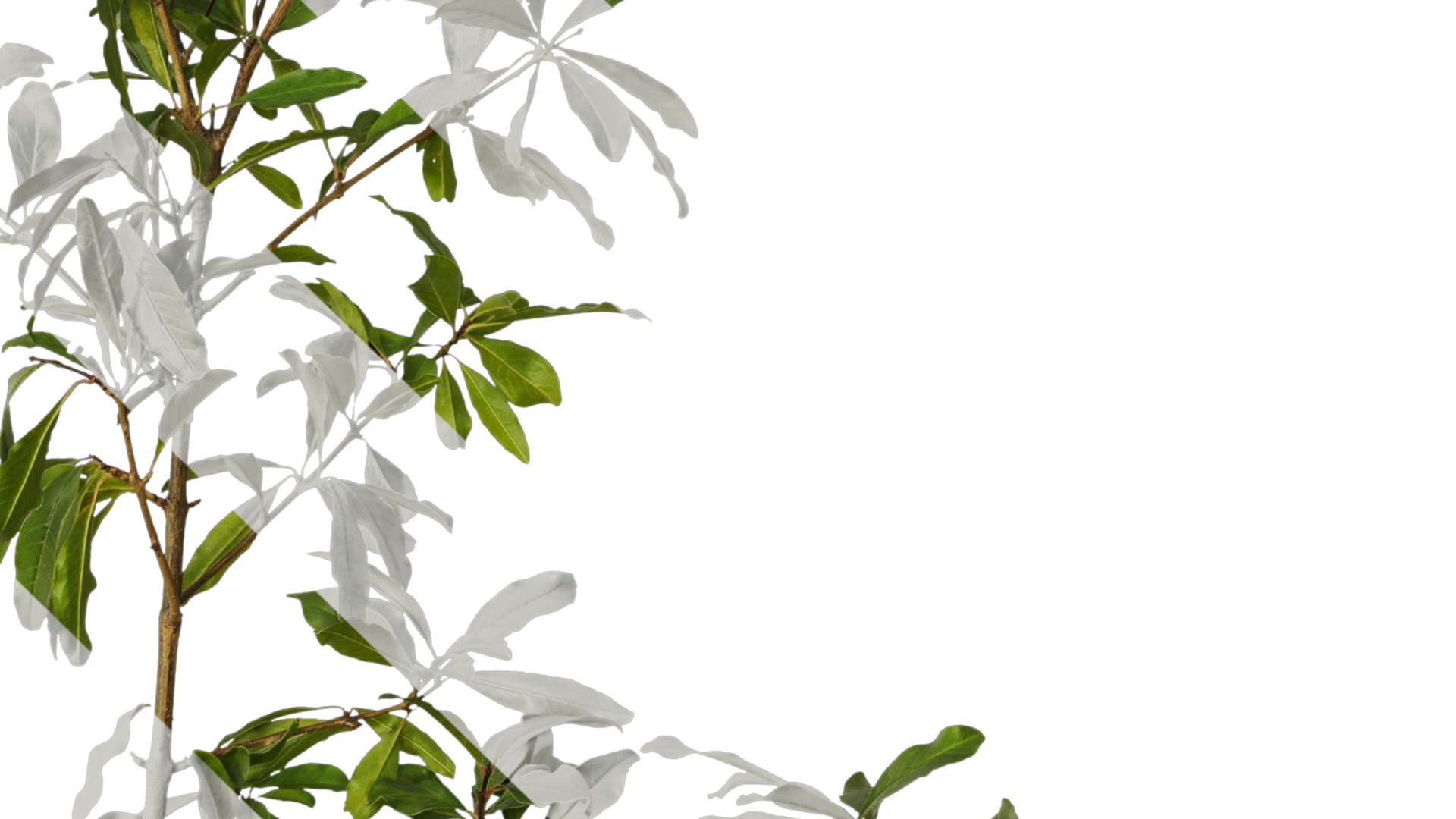 Punica granatum Low-poly 3D model_56