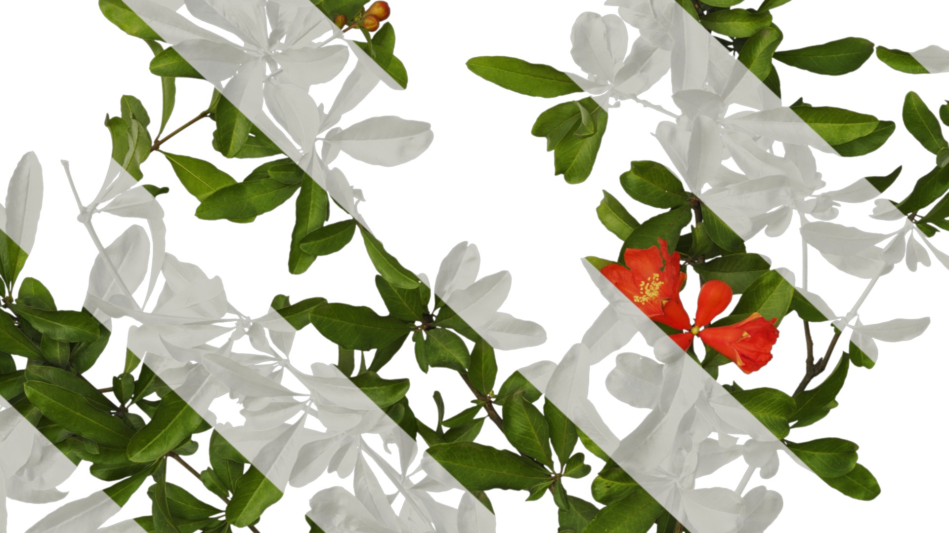 Punica granatum Low-poly 3D model_34