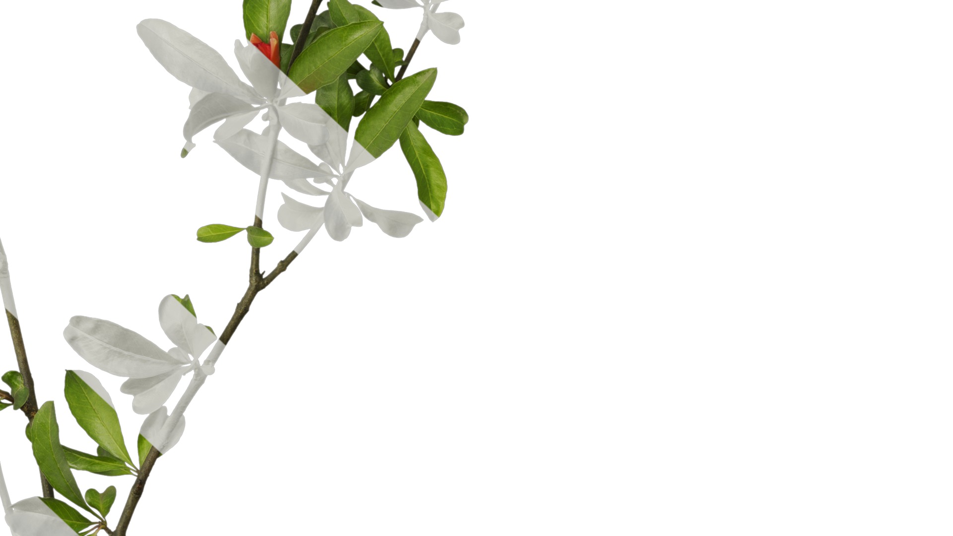 Punica granatum Low-poly 3D model_19