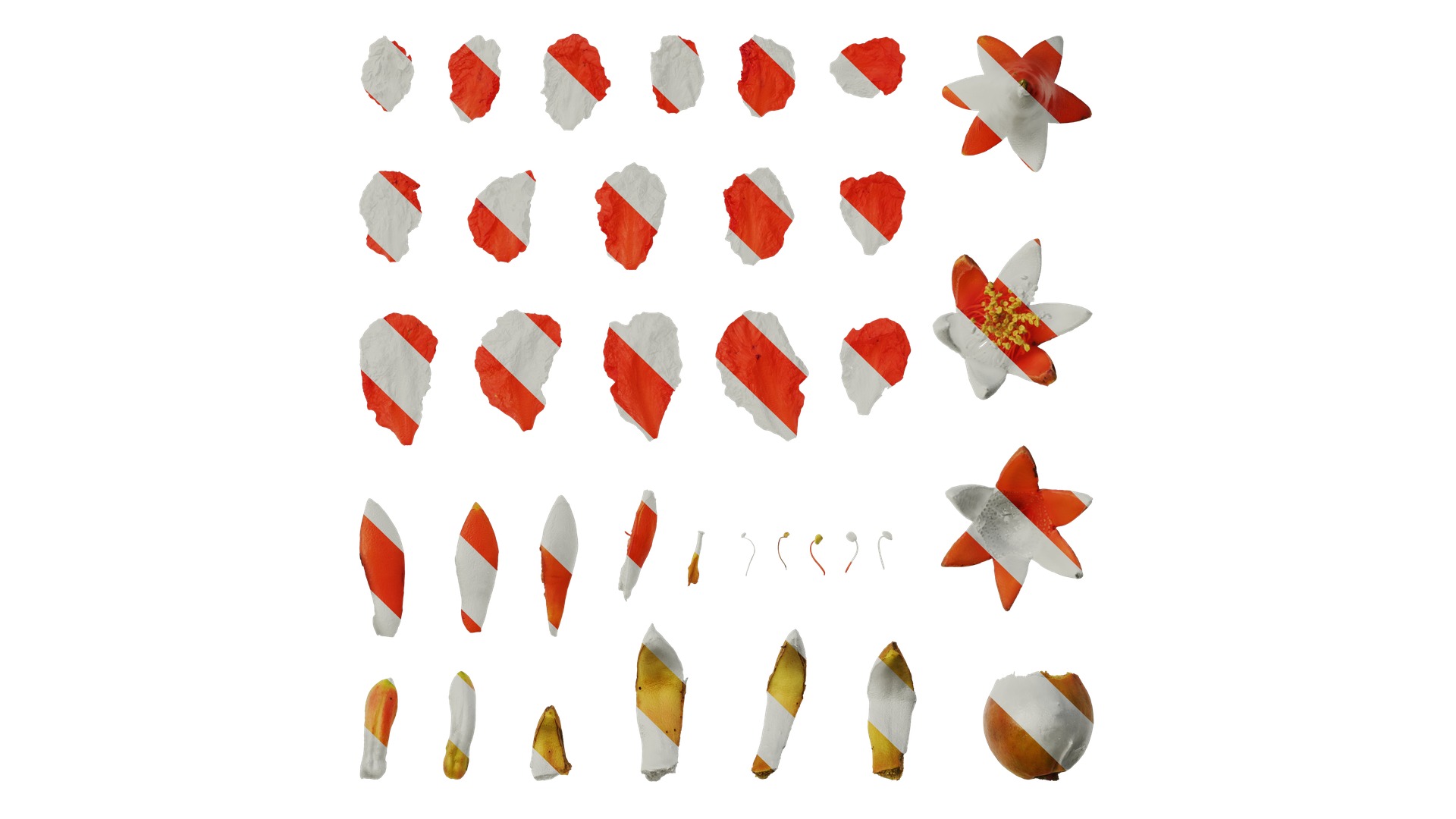 Punica granatum Low-poly 3D model_111