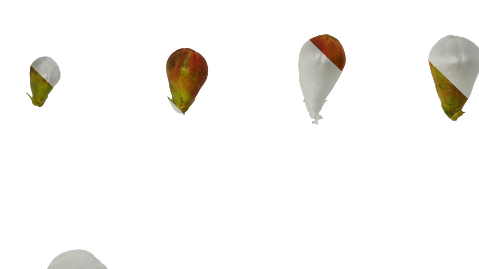 Punica granatum Low-poly 3D model_102