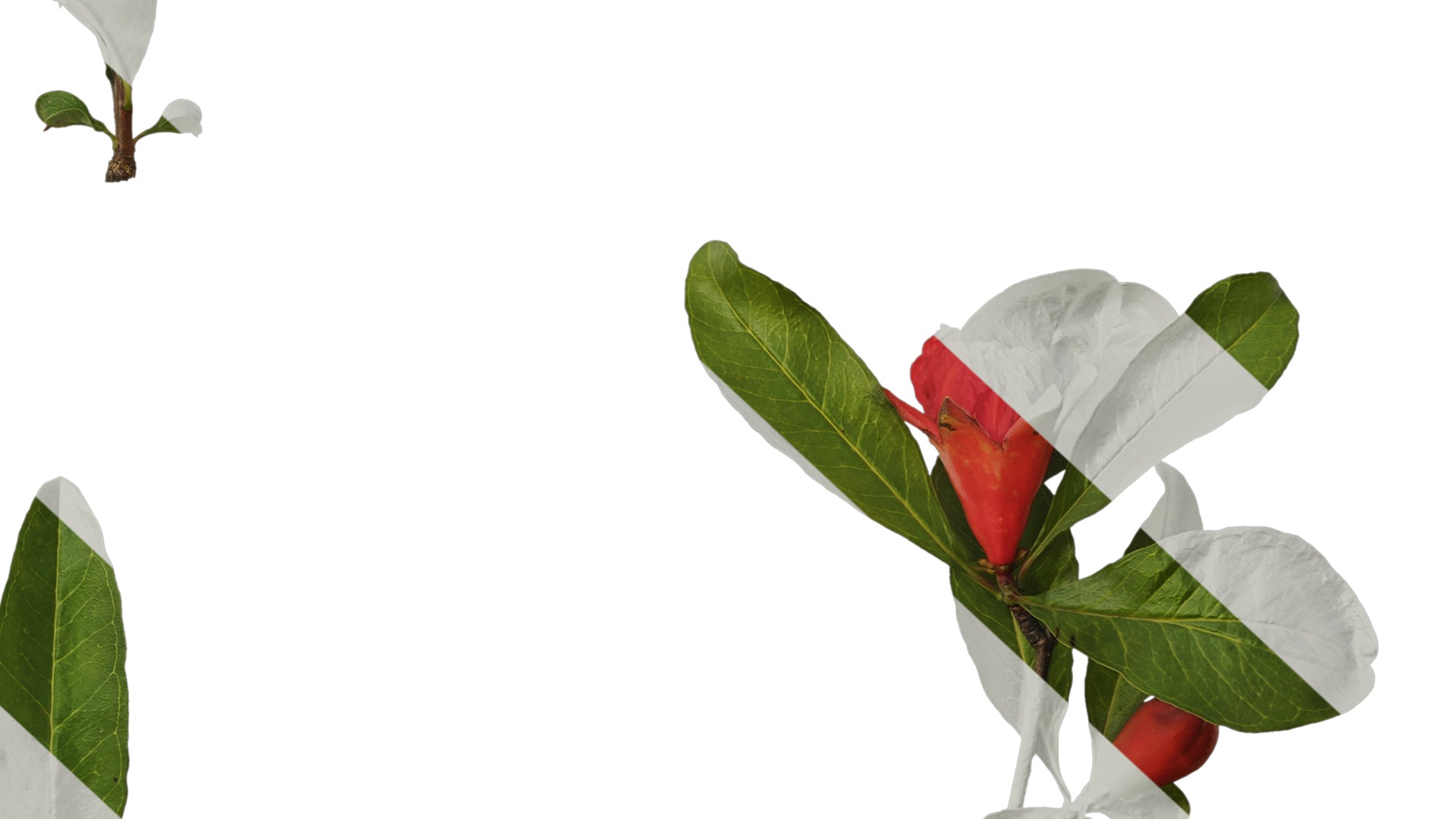 Punica granatum Low-poly 3D model_45