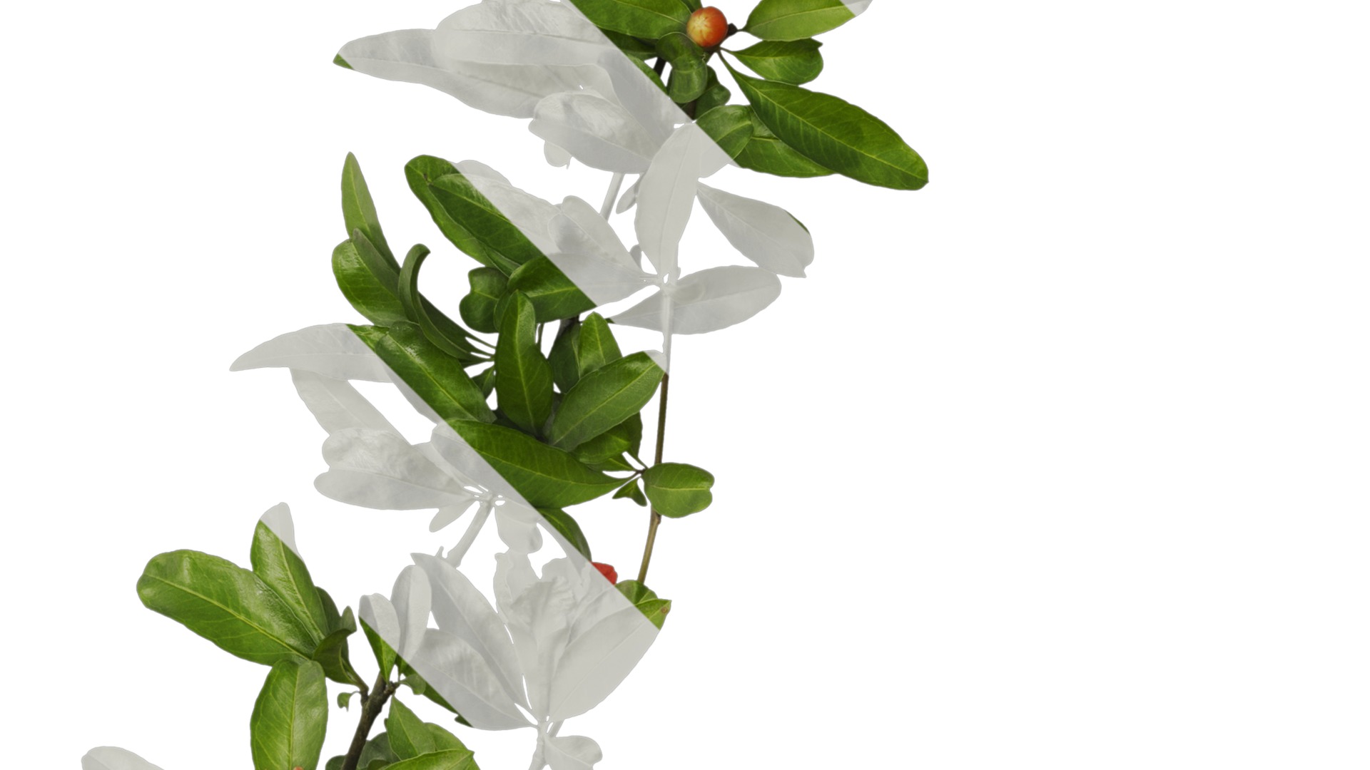 Punica granatum Low-poly 3D model_17