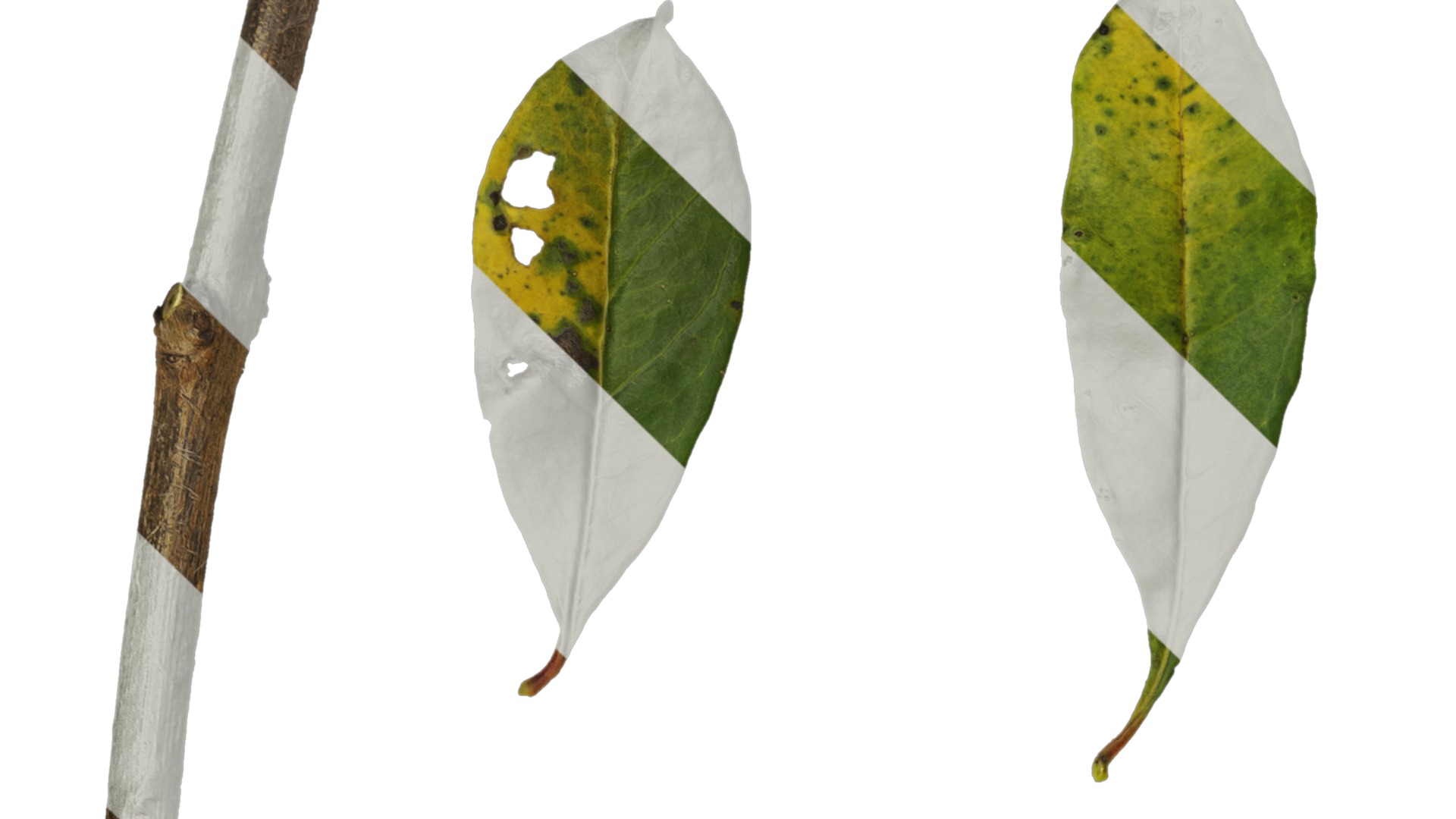 Punica granatum Low-poly 3D model_125