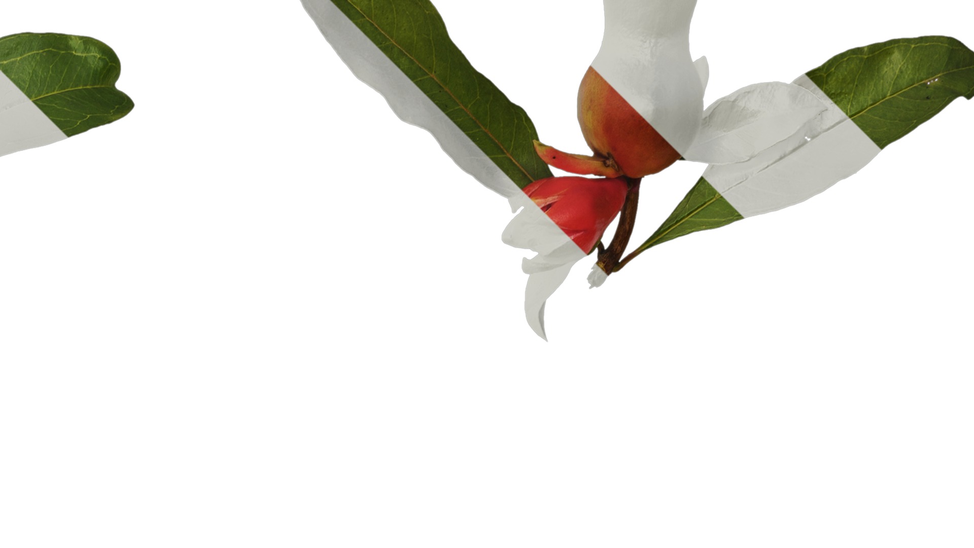 Punica granatum Low-poly 3D model_42