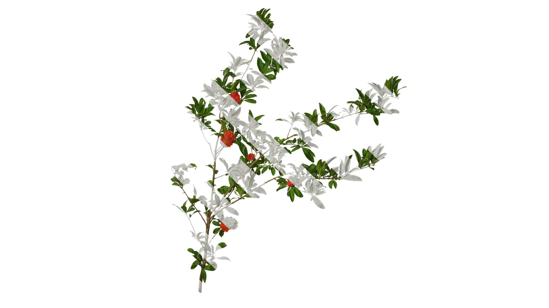 Punica granatum Low-poly 3D model_81