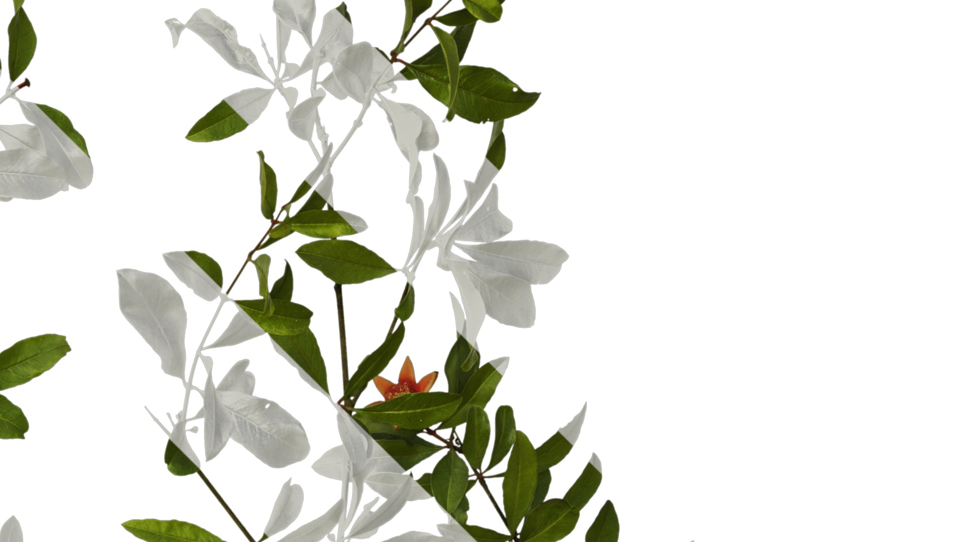 Punica granatum Low-poly 3D model_23