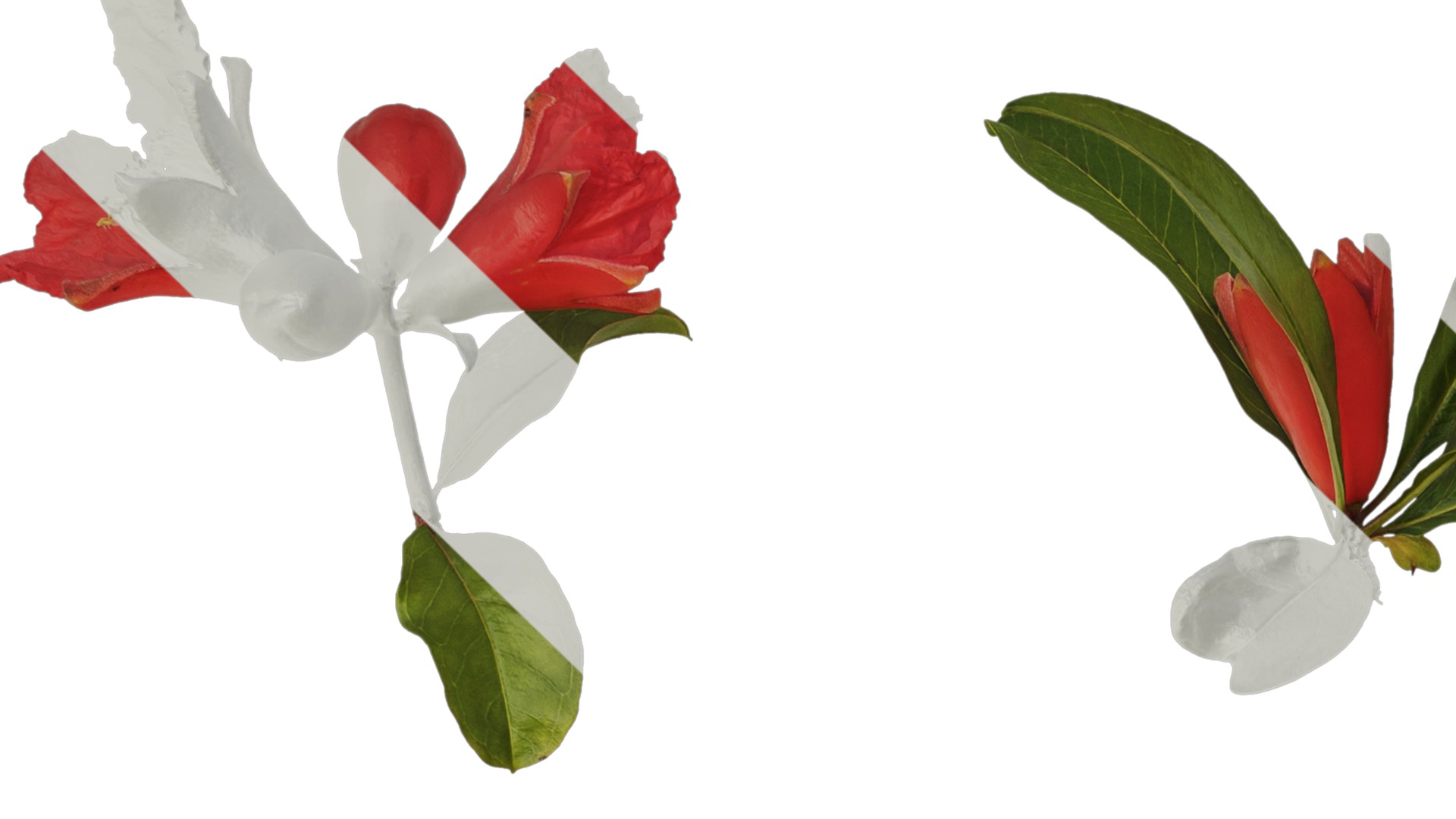 Punica granatum Low-poly 3D model_41